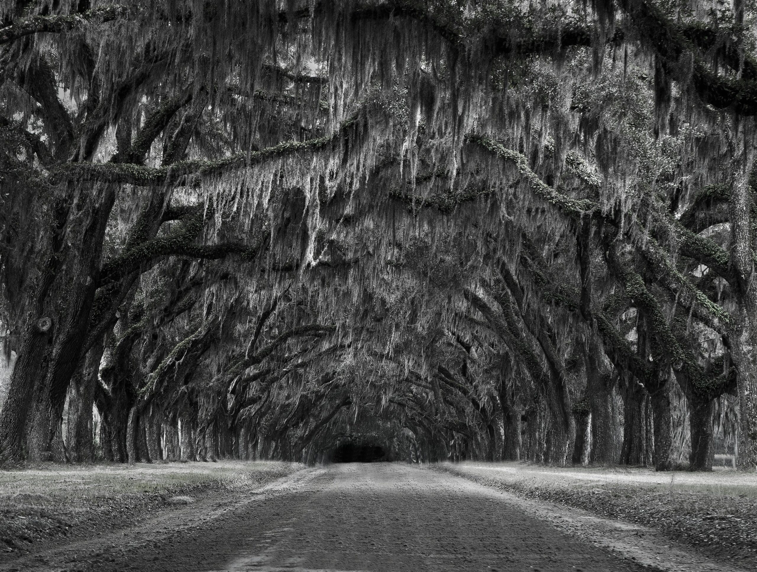 Savannah